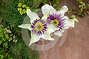 Clematis sieboldii flowers in June