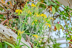 Clematis tangutica, in flower. low bell flowers of the hardy climber, Clematis tangutica 'Lambton Park'. Flowers