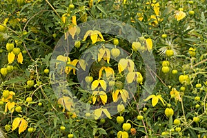 Clematis tangutica photo