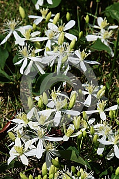 Clematis terniflora