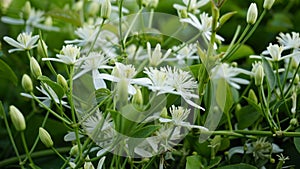 Clematis terniflora also known as Sweet autumn clematis, virginsbower