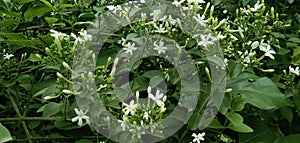Clematis terniflora flower and leaf green