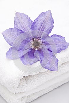 Clematis on a towel