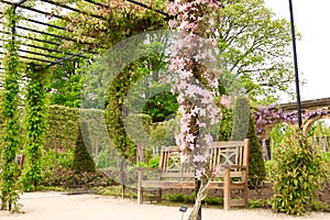 Clematis on trellis photo