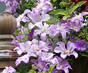 Clematis vine photo