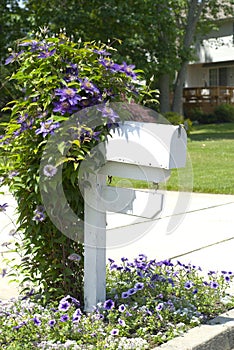 Clematis vine on a mailbox post