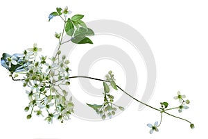 Clematis virginiana Wildflower photo