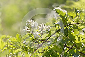 Clematis vitalba colorful summer floral background