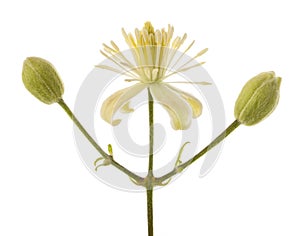 Clematis vitalba flower