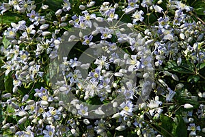 Clematis vitalba flowers