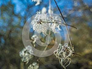 Clematis vitalba or old man`s beard and traveller`s joy, in the winter