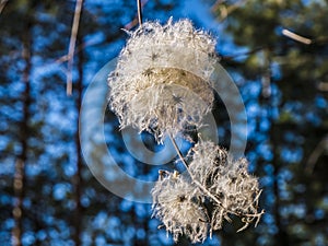 Clematis vitalba or old man`s beard and traveller`s joy, in the winter