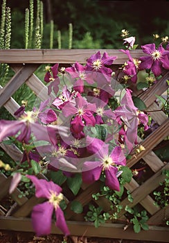 Clematis Viticella `Etoile Violette` climbing the fence photo