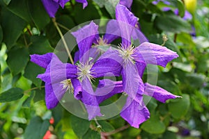 Clematis viticella (Polish Spirit) purple flower in the garden photo