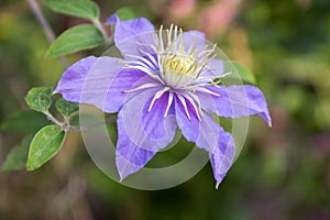 Clematis vivicella in bloom, purple viole color photo