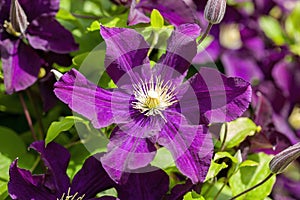 Clematis `Warszawska Nike`