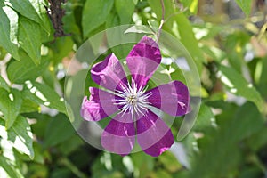 Clematis Warszawska Nike