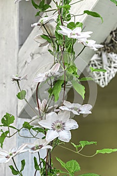 Bianco fiori sul bianco di legno travi 