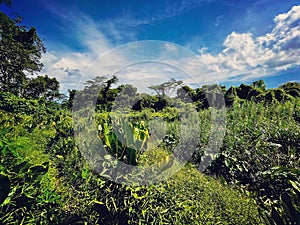 Clementi forest and shrubland