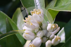 Clementine citrus flowers. Close up of fragrant flower