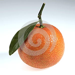 Clementine, citrus reticulata, Fruit against White Background