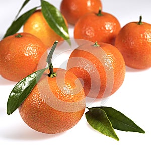 Clementine, citrus reticulata, Fruit against White Background