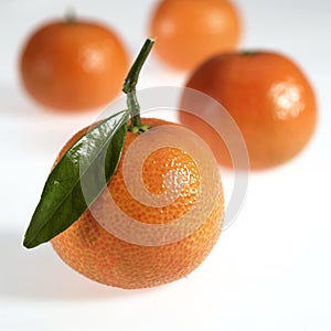 Clementine, citrus reticulata, Fruit against White Background