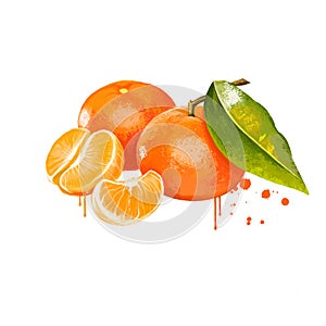 Clementine isolated on white. Clementine Citrus clementina is a hybrid between a Mediterranean Citrus deliciosa and sweet orange.