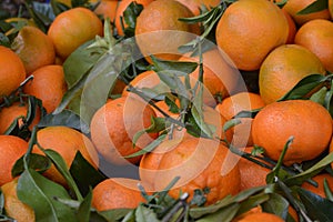 Clementines freshly cut from the tree