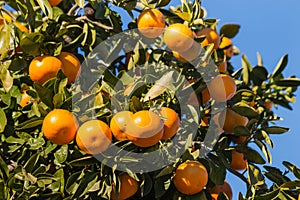 Clementines ripening on tree