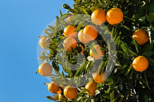 Clementines ripening on tree against blue sky