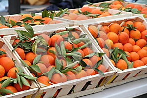 Clementines tangerines photo