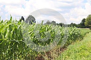 Clementing corn. Maturation of the future harvest. Agrarian sector of the agricultural industry. Plant farm. Growing of cereal cro