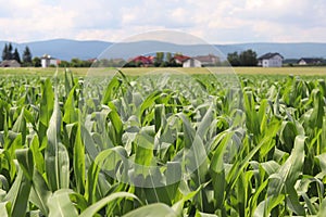 Clementing corn. Maturation of the future harvest. Agrarian sector of the agricultural industry. Plant farm. Growing of cereal cro