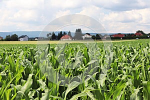 Clementing corn. Maturation of the future harvest. Agrarian sector of the agricultural industry. Plant farm. Growing of cereal cro