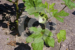 Clemson Spineless Okra    822902