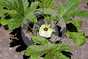 Clemson Spineless Okra    822903