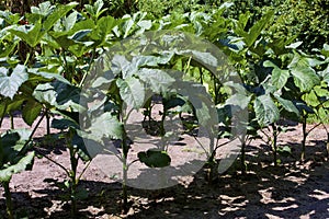 Clemson Spineless Okra    822904