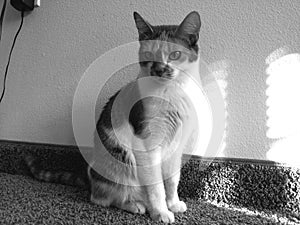 Cleo cat calico black and white photo