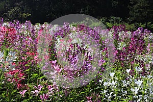 Cleome field in the sunlight