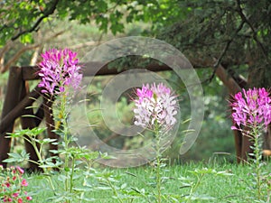 Cleome hassleriana flower