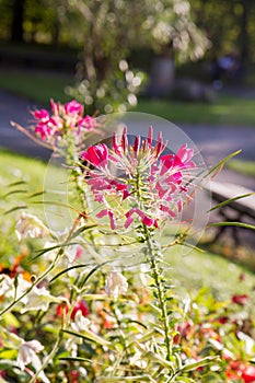 The Cleome hassleriana spider flower