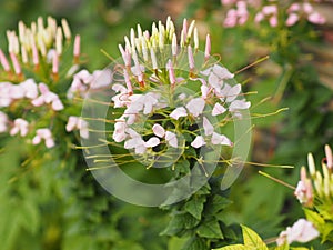 Cleome hassleriana, spider flower, spider plant, flowering plant in genus Cleome of the family Cleomaceae, white color flowers in