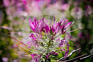 Cleome hasslerianaSpider flowers or pink queen facing sunlight