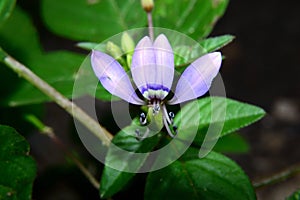 Cleome rutidosperma, commonly known as fringed spider flower or purple cleome