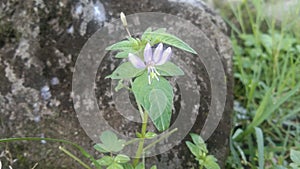 Cleome rutidosperma or maman lanang photo