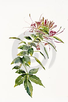 Cleome spider flower