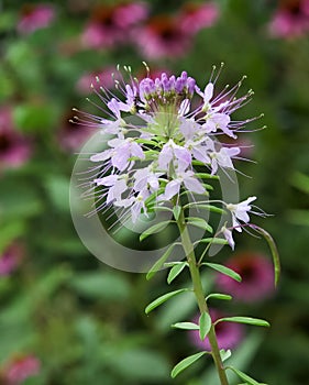 Cleome Spider Flower With Ants And Dew Drops