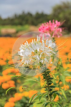 Cleome spider flower