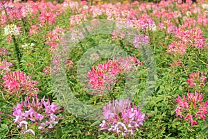 Cleome spider flower